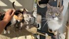 Feira de adoção busca novos lares para gatos resgatados de maus-tratos na Capital