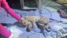 Felino foi encaminhado para a Fundação de Meio Ambiente do Pantanal