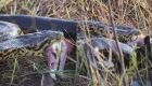 JD1TV: Sucuri surpreende bióloga ao capturar urubu no Pantanal