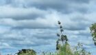 Segunda-feira ser&aacute; de calor e chance de chuva em Mato Grosso do Sul
