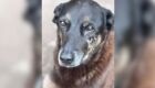 Cão "Orelha", animal comunitário que morreu por maus-tratos