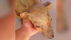 Cachorra estava com ferimentos no rosto