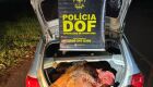 Trio é preso com arma e carne de gado furtado em Corúmba