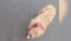 Cachorrinho teve a orelha cortada