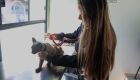 A iniciativa busca ampliar o acesso da popula&ccedil;&atilde;o aos cuidados b&aacute;sicos com c&atilde;es e gatos