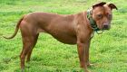 C&atilde;es fogem e atacam animal de estima&ccedil;&atilde;o de mulher em Cassil&acirc;ndia