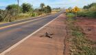 Animal ficou nas margens da rodovia BR-163