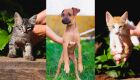 Os animais passaram por avalia&ccedil;&atilde;o cl&iacute;nica, foram vermifugados e est&atilde;o aptos para ado&ccedil;&atilde;o