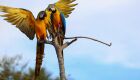 Segundo Josieli, a quantidade de aves chamou aten&ccedil;&atilde;o