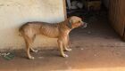 Den&uacute;ncia an&ocirc;nima levou a pol&iacute;cia a resgatar o cachorro
