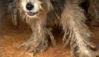 Cachorrinho foi maltratado pelo tutor