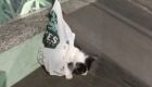 JD1TV: C&acirc;meras flagram mulher abandonando gato em sacola na porta de pet shop
