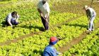 Agricultura familiar ter&aacute; R$ 30 bilh&otilde;es em cr&eacute;dito para a safra 2016/2017