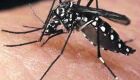 Transmissão de dengue em 2016 tem comportamento diferente de anos anteriores