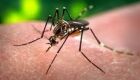 Federação da Cruz Vermelha monitora ações contra zika e dengue no Brasil