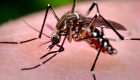 Governo prorroga inscrições para financiamento de pesquisa sobre o Zika