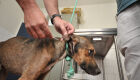 Leishmaniose: eutanásia é questionada por veterinários