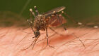 Fiocruz encontra vírus Zika em pernilongo doméstico pela primeira vez