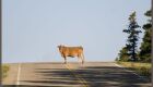 Vaca causa transtorno em rodovia de acesso a Três Lagoas