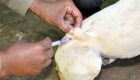 Campanha de vacinação contra raiva já imunizou 29 mil animais