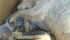 Vídeo: Cão agoniza em chácara apontada como desova de animais