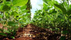 Projeto de Lei para prevenir a ferrugem asiática da soja é destaque no “MS no Campo”