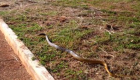 Cobra de mais de 1 metro é encontrada em parquinho de creche