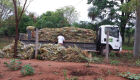 Agraer viabiliza 7 mil mudas de abacaxi para agricultura familiar em Corguinho