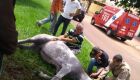 Cavalo é atacado por abelhas e é picado até a morte