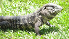 Lagarto é capturado dentro de banheiro de escola na Capital