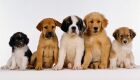 Universidade dos EUA aprova uso de cachorros em terapia intensiva