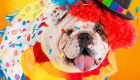 "Cãocurso" é opção de Carnaval para os pets em Campo Grande