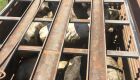 Ladrões de gado são presos pela PM com 54 animais furtados