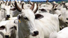 Índia vai importar do Brasil embriões bovinos e suínos vivos para reprodução