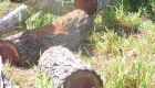 Empresa é multada em R$ 48 mil por derrubada de árvores Aroeira