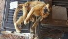 Macaca ferida em Três Lagoas não tinha vírus da febre amarela, aponta laudo