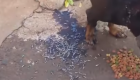 Imagem forte: cachorro abandonado morre por infestação de larvas