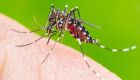 Dengue pode ser transmitida por via sexual, diz estudo