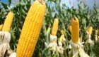 Estiagem pode afetar produção do milho em 50%
