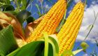 Aprosoja divulgará dados da colheita do milho safrinha