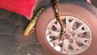Vídeo: Cobra Sucuri é capturada embaixo de roda de carro
