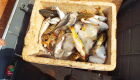 Caçadores são presos com capivara abatida e 45 kg de pescado ilegal