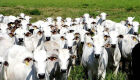 Acrissul inicia novo movimento para reduzir ICMS do gado em pé