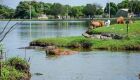 Ibama solicita retirada de jacarés de lagoa
