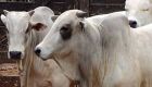 Brasil possui cerca de 217 milhões de cabeças de gado bovino e bubalino (búfalos)