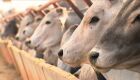 A Região Centro-Oeste concentrou 74,1 milhões de cabeças de bovinos, o equivalente a 34,5% do total nacional em 2017
