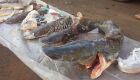 PMA apreende 45 kg de peixes em operação