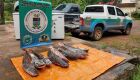 O proprietário do pescado alegou que recebera os peixes de um pescador, residente no Distrito de Piraputanga e venderia o produto por R$ 20,00 o quilo