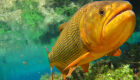 “Peixe da natureza é pra pesca esportiva, e peixe pra consumo é o da aqüicultura”, ressaltou o presidente Simão Brun