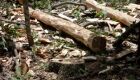 No local, também foram encontrados dois machados, vários galhos e postes, provenientes das árvores derrubadas